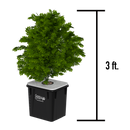 Under Current 9 – RDWC System – 8 Gallon, 18″ Spacing | 9 Site - 3 Row